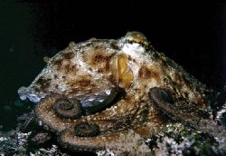 octopus by Sergio Loppel 